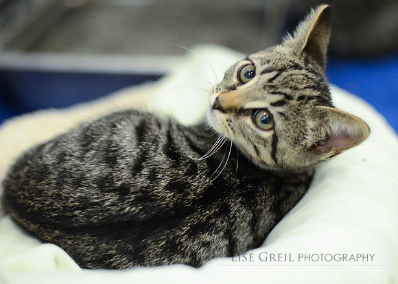 Jasmine - ADOPTED!