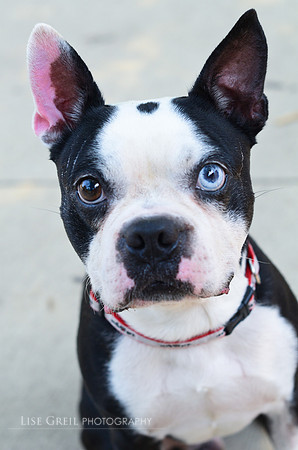 Pupgus