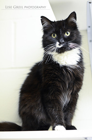 Sir Purrsalot