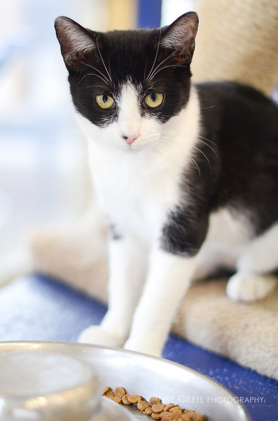 Figaro