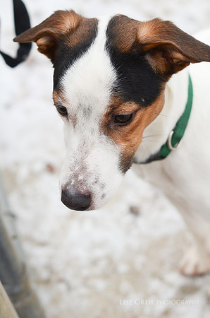 Wishbone