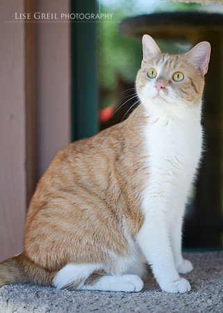 P Kitty