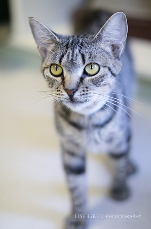 Tabitha