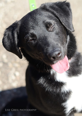 Sadie