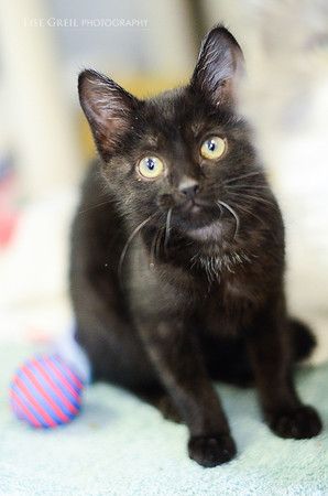 Pepper