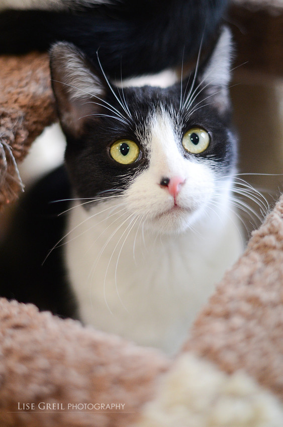 Figaro