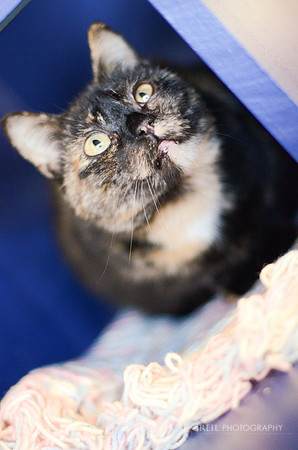 Molly Moo