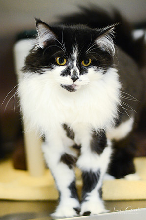Bernita
