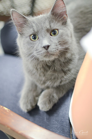 Merlin
