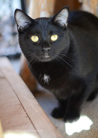 Ninja