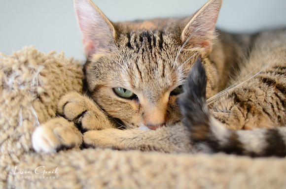 Tigress