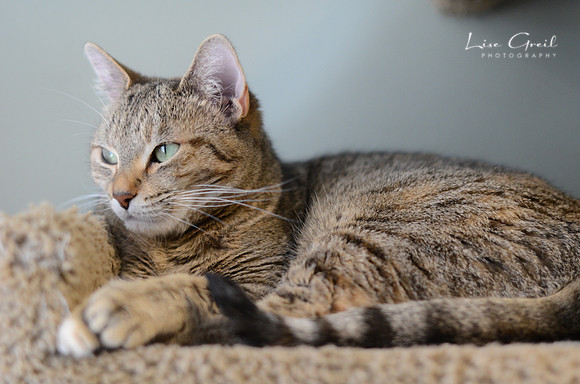 Tigress