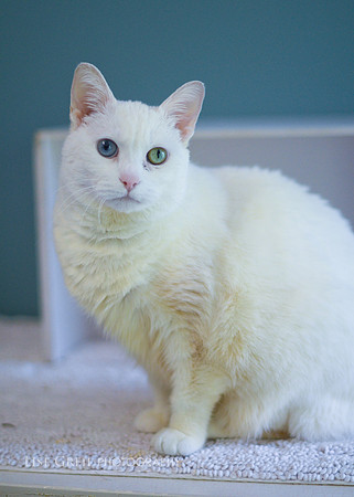 Kitty