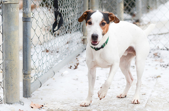 Wishbone
