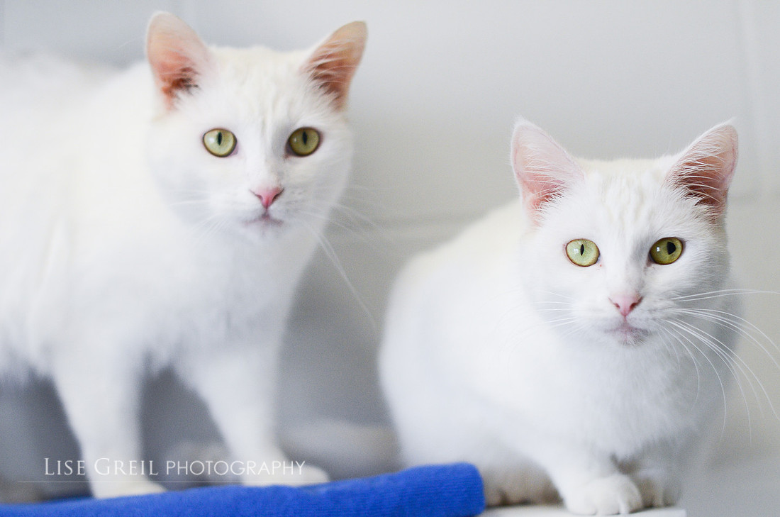 Alabaster & Ivory