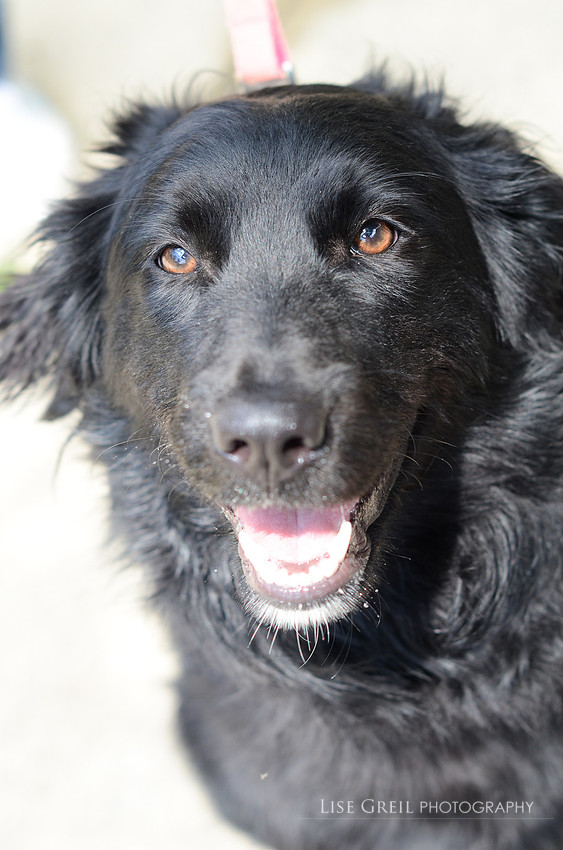 Ziva