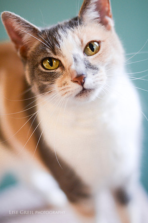 Belle