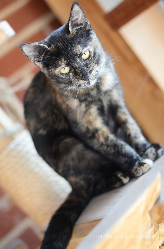 Debbie