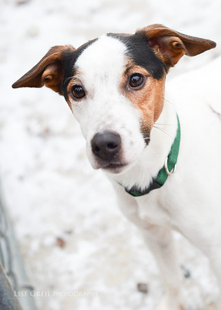 Wishbone