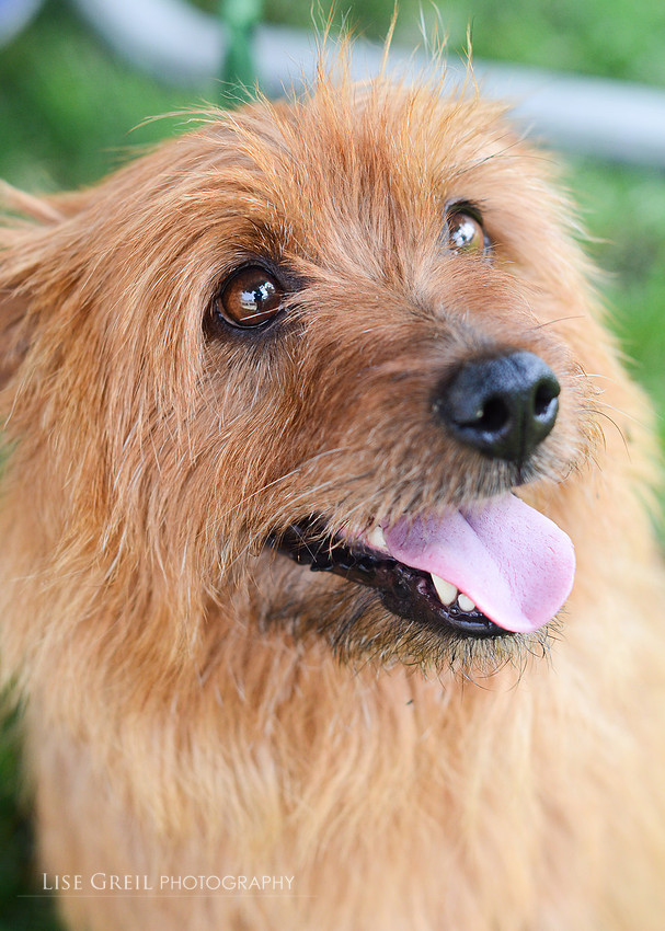 Flintstone