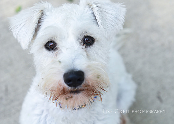 benji