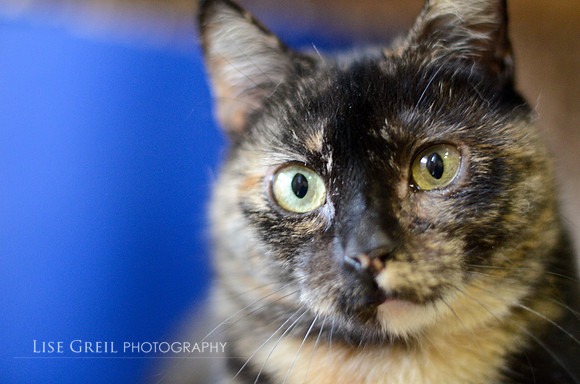 Molly Moo