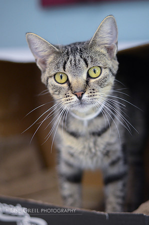 Tabitha