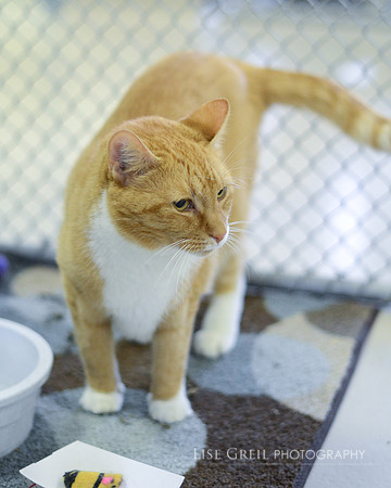 Molly Weasley - ADOPTED!