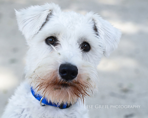Benji