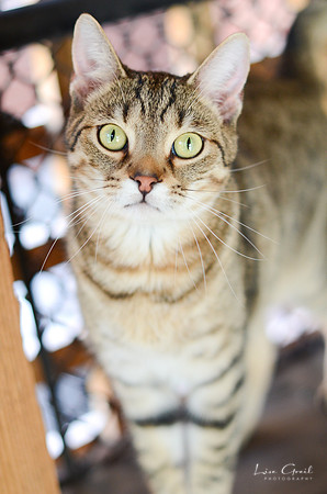 Cougar