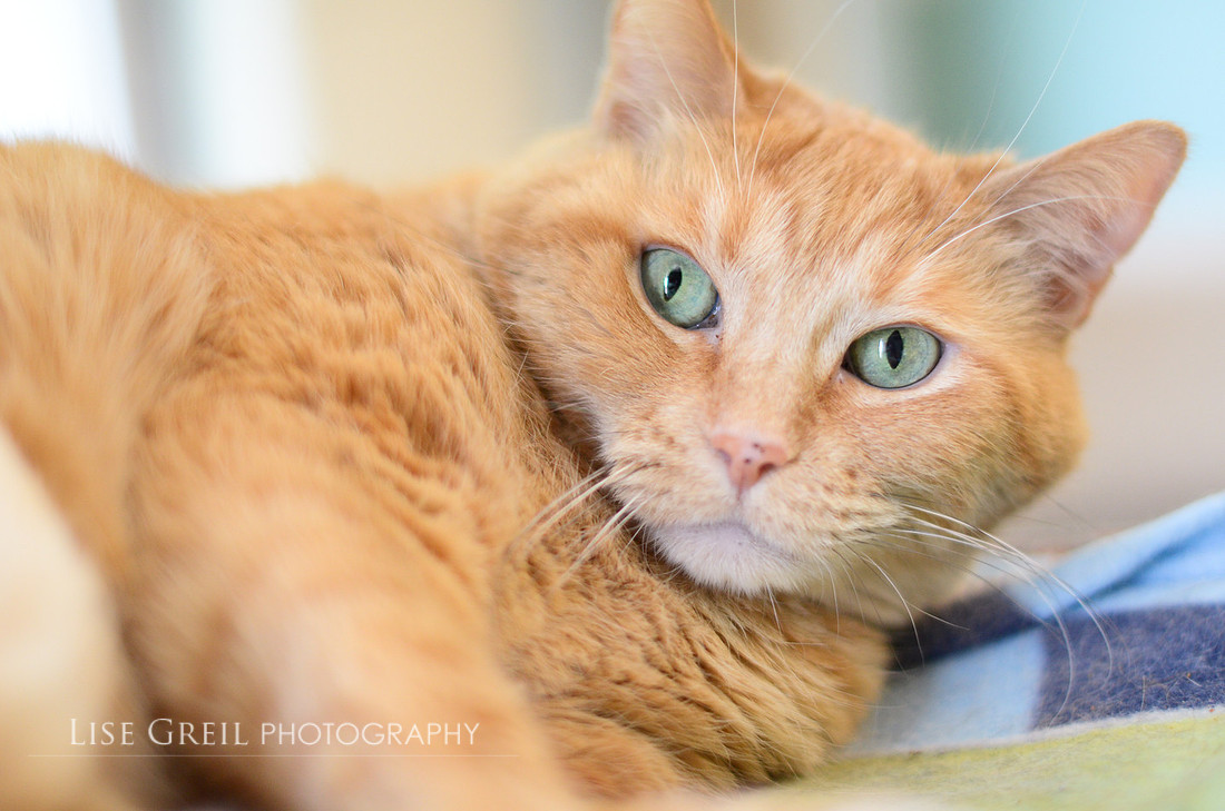 Miss Tangerine