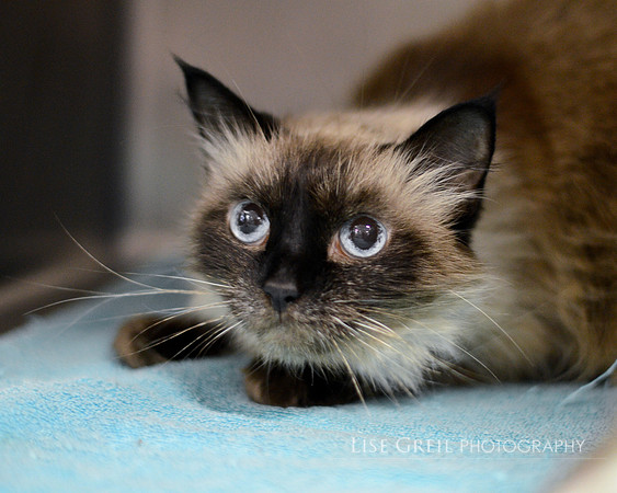 Nefertiti - ADOPTED!
