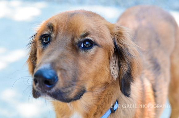 Cheyenne